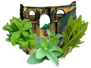 cropped optimized image 2.png